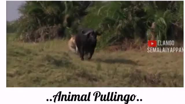 Funny Animals whatsApp status//Animal pullingo whatsApp status//Tamil comedy WhatsApp statu