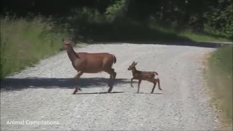 baby deer 🦌 jumping and hopping# so cute video