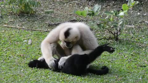 Black And White Gibbons On Grass Field