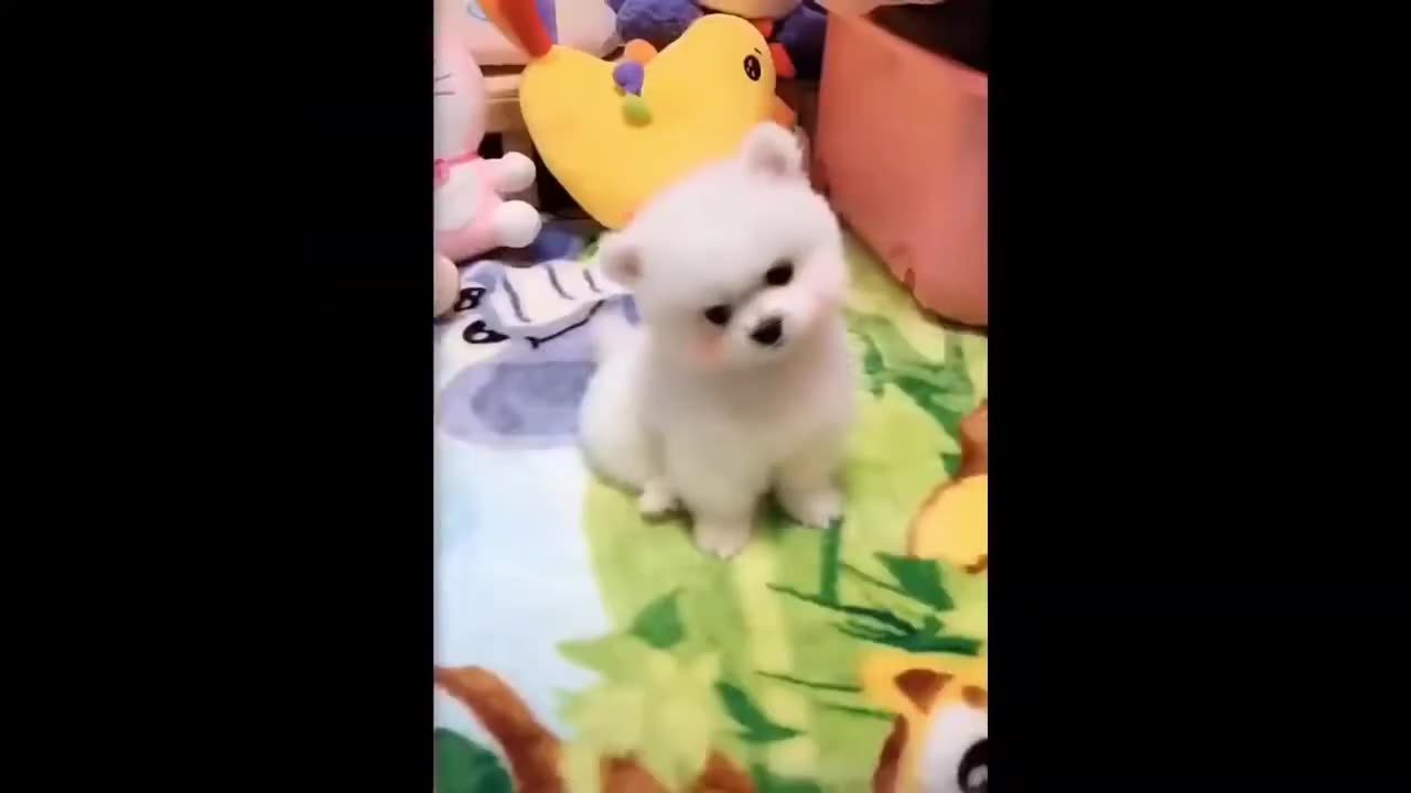 Best Funny Animal Videos of the year 2024