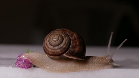 Crawling Over A Small Flower