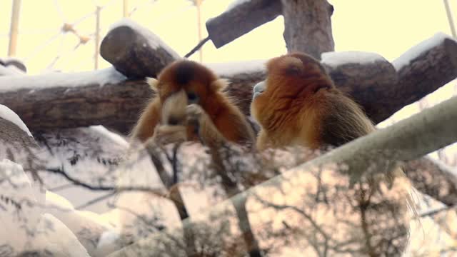 Two monkeys playing with each other