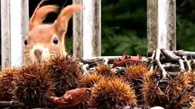 The Squirrel got the breakfast I prepared for him