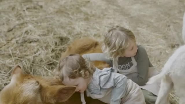 A calf and a girl are good friends having fun together