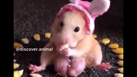 Aww so Cute Funny Cute Little animals #animals #funny #cute