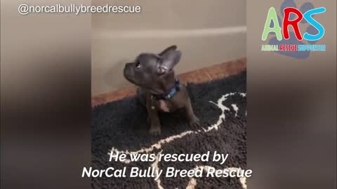 Rescued Tiny Frenchie