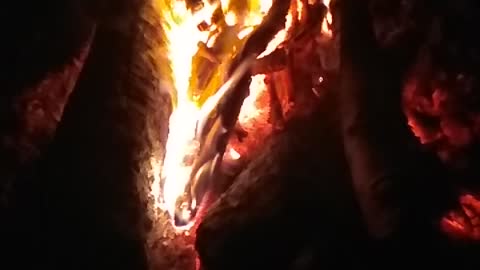 Bonfire in the forrest