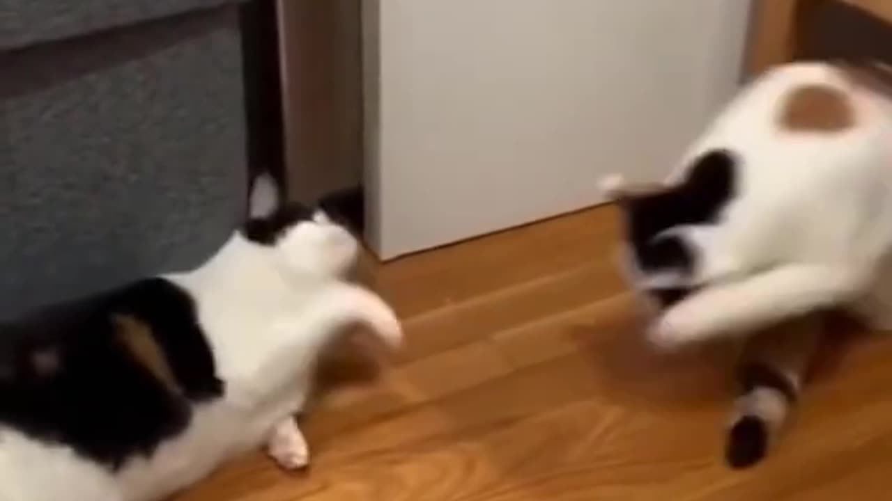 Hilarious Clip Featuring Cats, Kittens, and Dogs