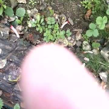 predacious fungus have eaten a fly