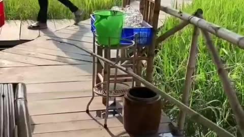 This is a beautiful and charming water-dwelling species