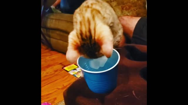 Entertaining Pets and Ice