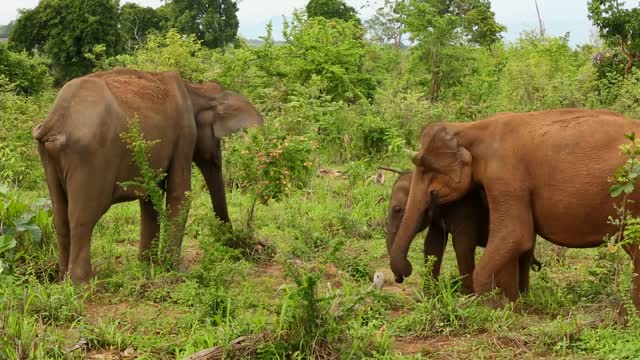 Watch this big elephant