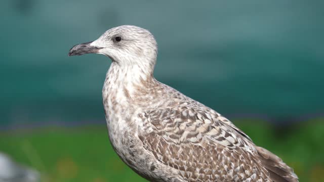 Close Up Video of a Bird