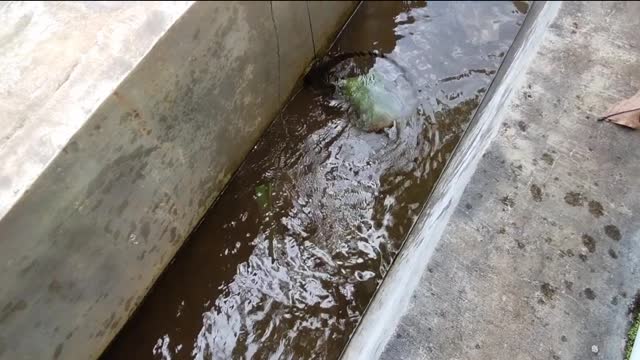 catching big crocodile