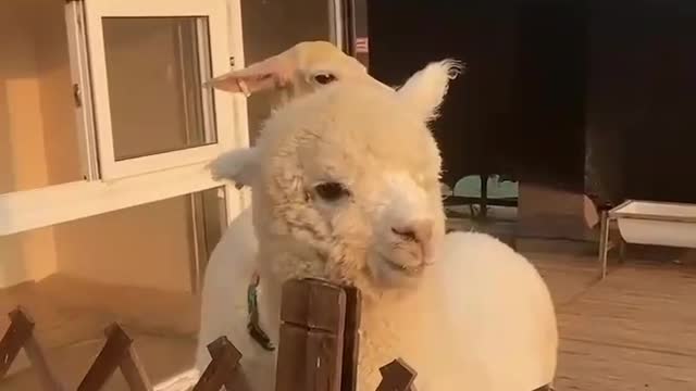 Alpacas are so cute, they suddenly spit