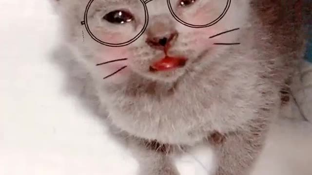 Very cute kitty, added special effects to him to make him even more cute