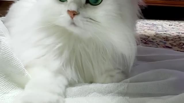 My Baby 😗 Cat