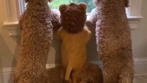 Funny Pets / Funny Animals / Funny Baby / Funny Dogs