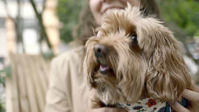 Close-Up View Of A Dog's Face