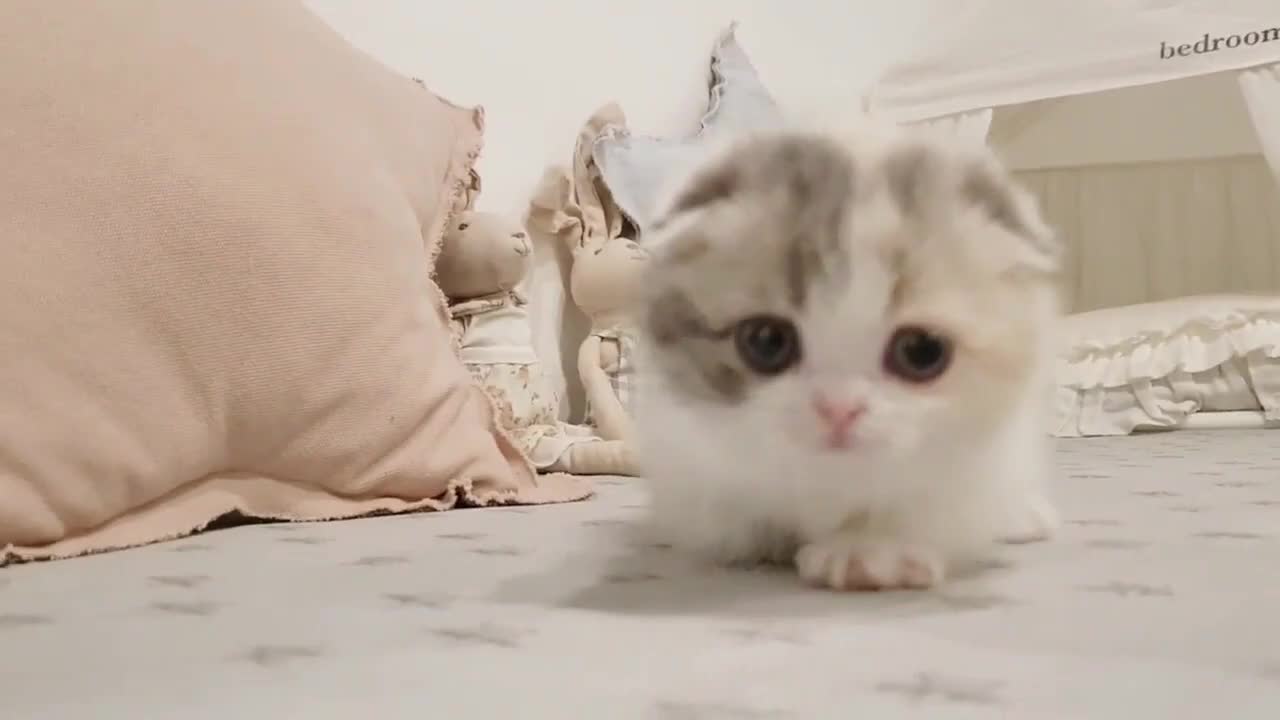 Funny Cat Video That Will Make You Smile