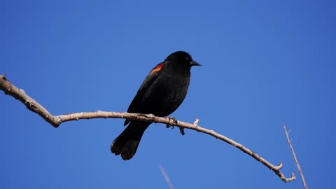 Red-winged Blackbird