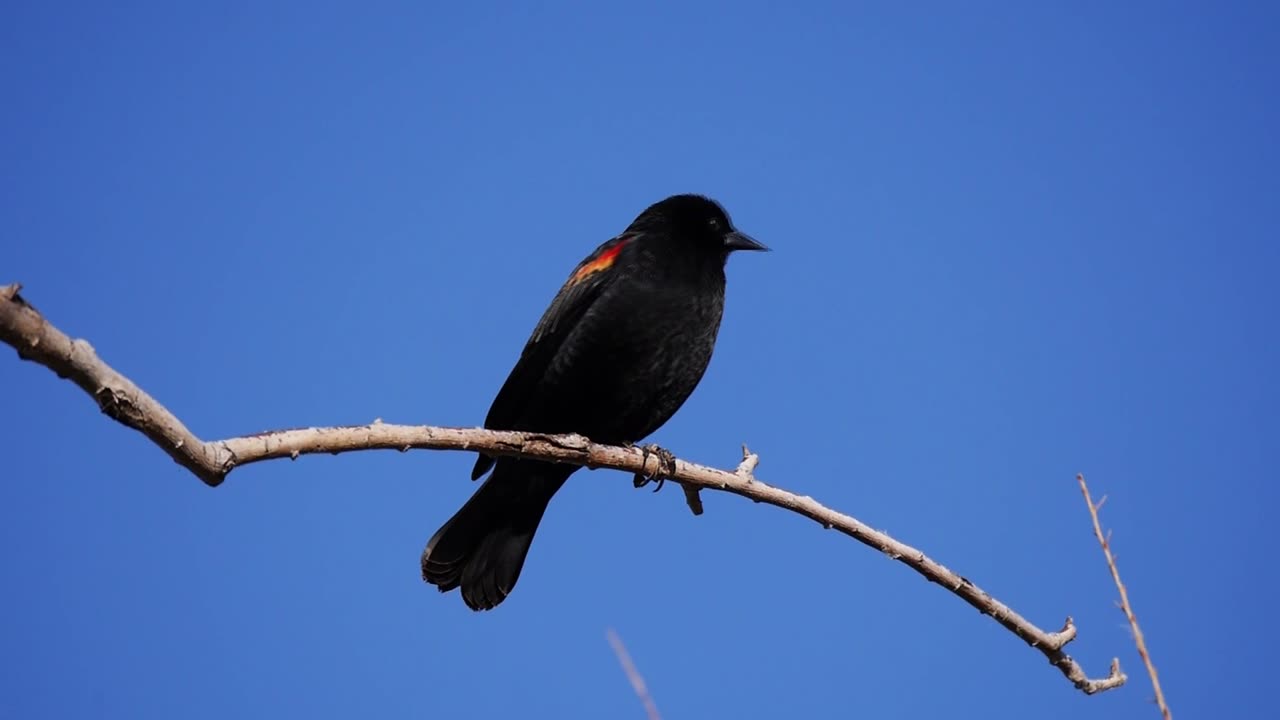 Red-winged Blackbird