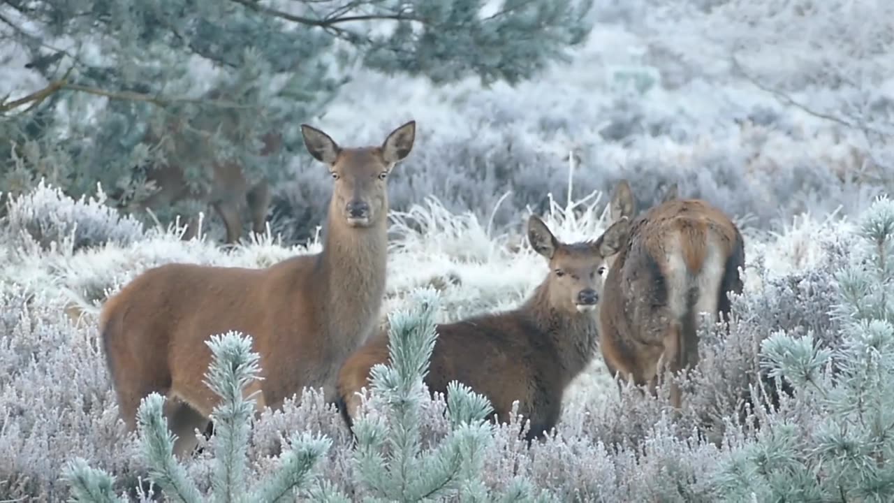 "Wild Wonders: A Symphony of Animal Adventures"