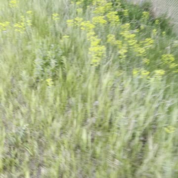 Roses like lights on the sidewalk