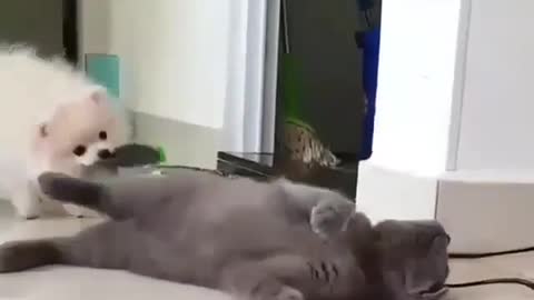 Funny Dog Videos 2021 It's time to LAUGH with Dog's life21