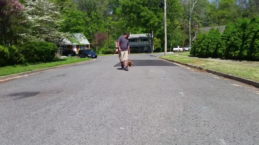 How to training dog to be become aggressive