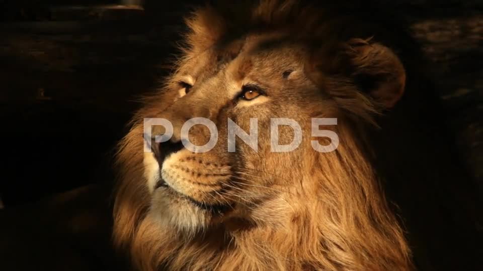 Sunny Face Of Golden Lion Close Up On Dark Shadow Background.