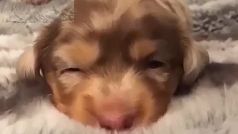 Puppies are melting my heart