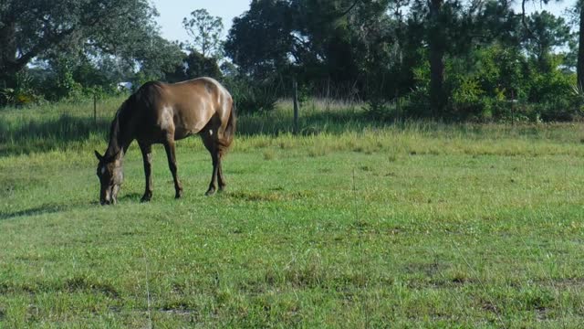 Murdock The Wild Mustang (we recently adopted)