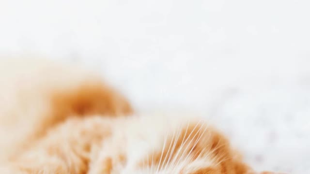 Smart cat