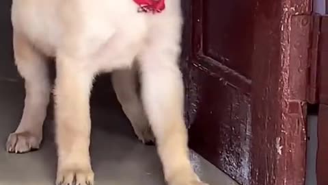 Funny video Dog