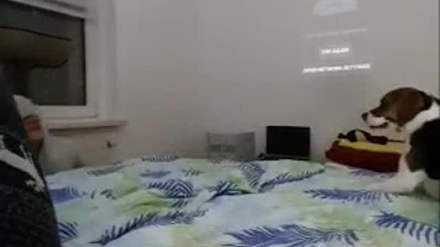 When my human goes to crazy with the dog - The Cat
