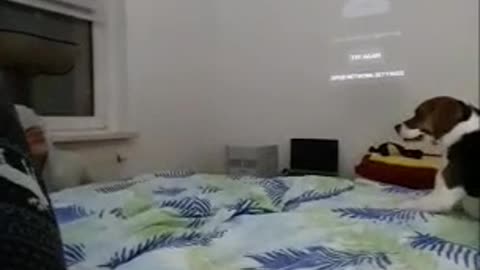 When my human goes to crazy with the dog - The Cat