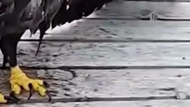 Funny Animals🐶😸🐰🐢🦅(Short Clip)