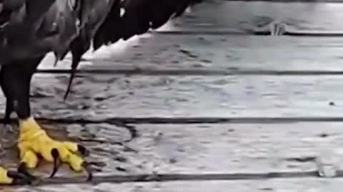 Funny Animals🐶😸🐰🐢🦅(Short Clip)