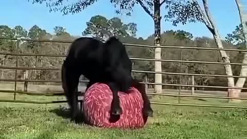 El cabello del zorro