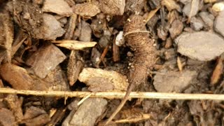 Weird Caterpillar with long pointed tail