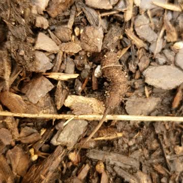 Weird Caterpillar with long pointed tail