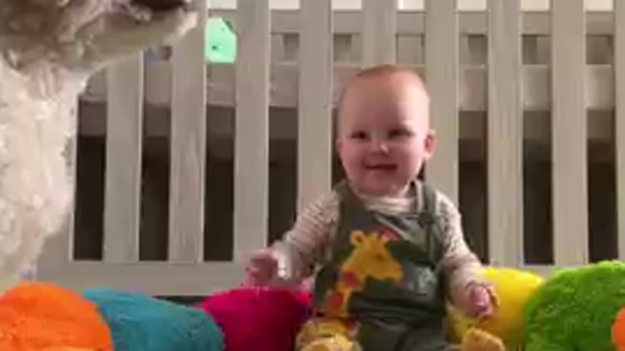 Baby Finds pure joy in watching her mom play with the dog