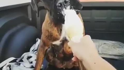 cute dog eating ice cream