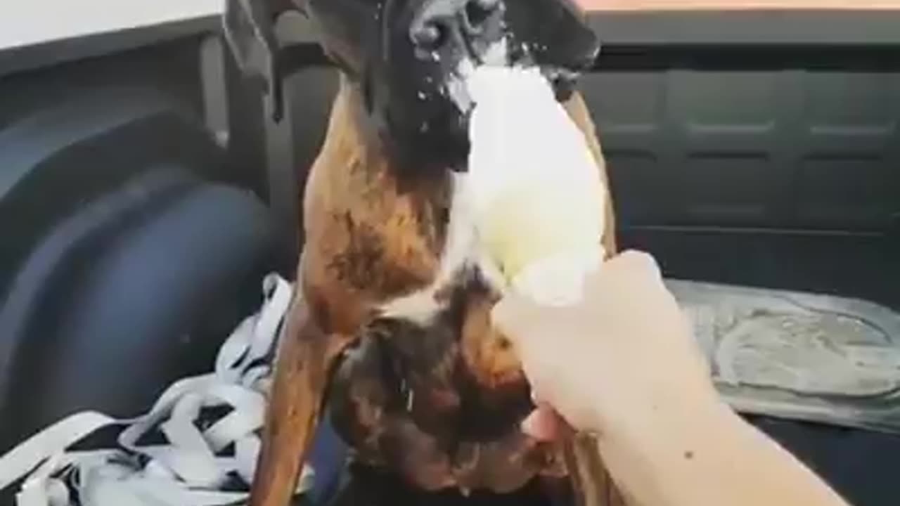 cute dog eating ice cream