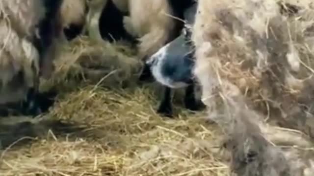Funny Animal Videos 2022 Best Dogs And Cats Videos πΊπ