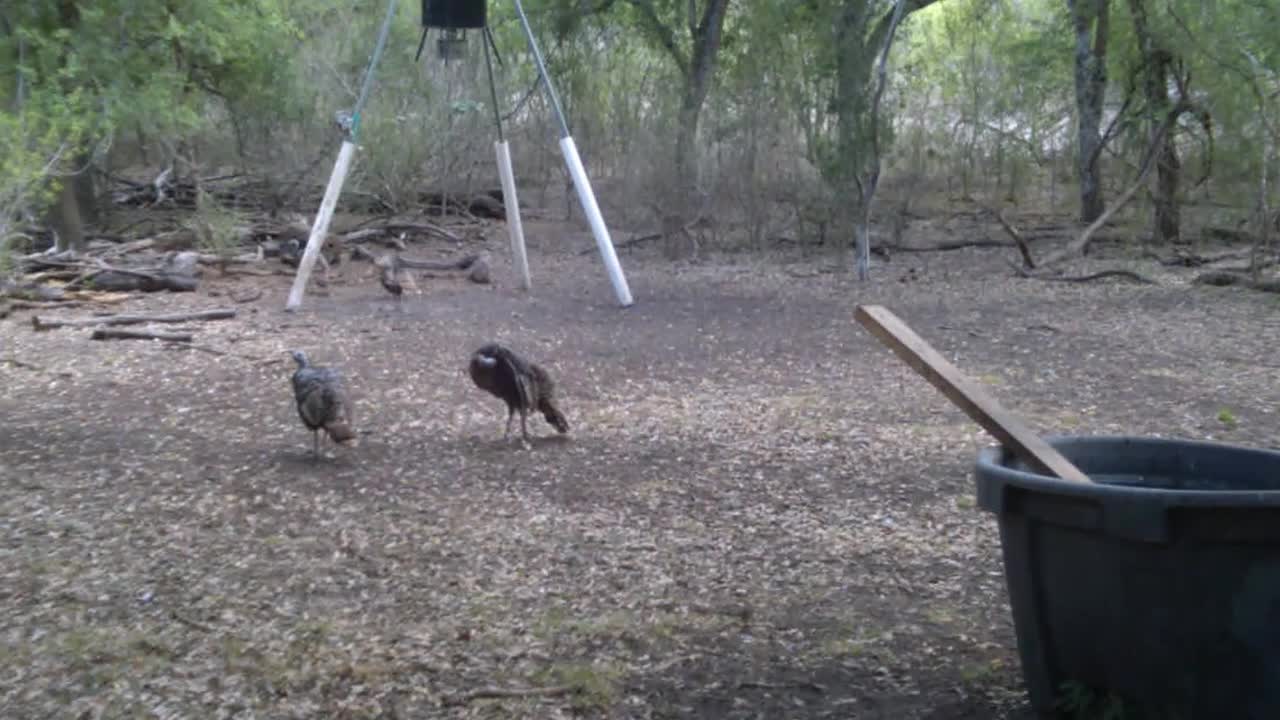 South Texas Trailcams, 22.7