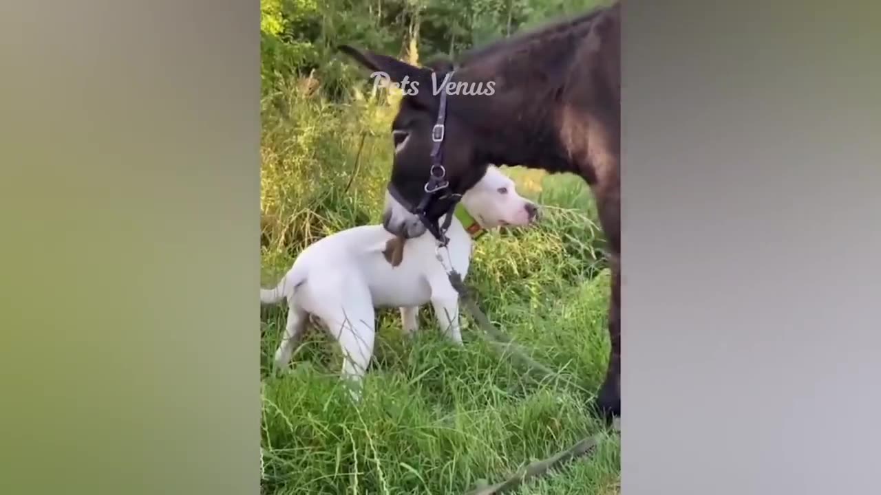 cute animal