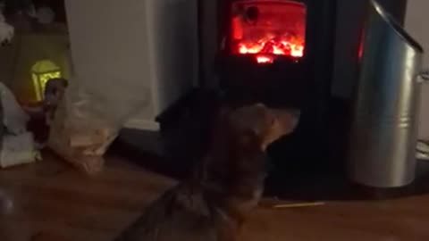 Hazel and a fire place