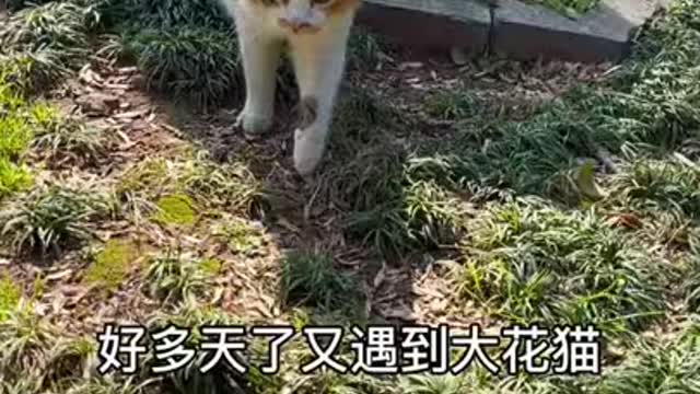 Funny Pet Animals Videos 000001